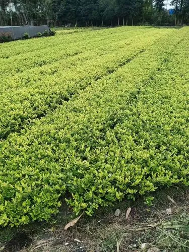 mile米乐m6官网：网球拍弹起来是什么声音